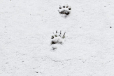 Badger tracks / Photo: A. Kuusela