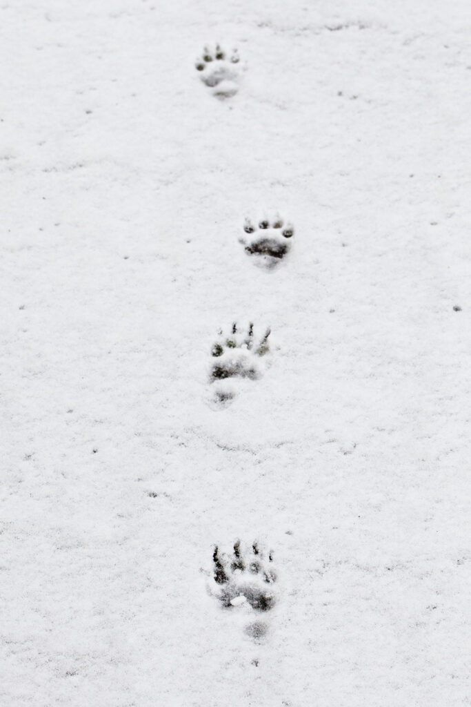 Badger tracks / Photo: A. Kuusela
