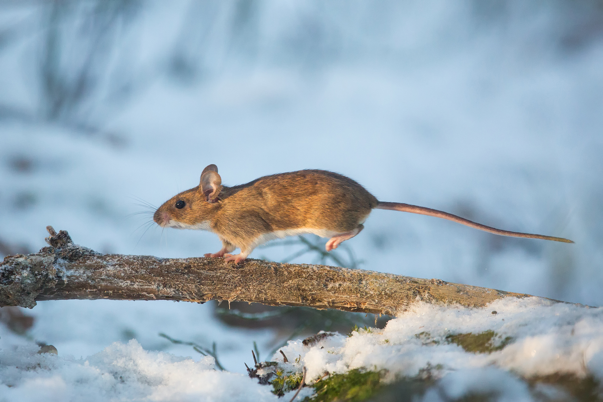 Yellow-necked wood mouse / Photo: A. Kuusela