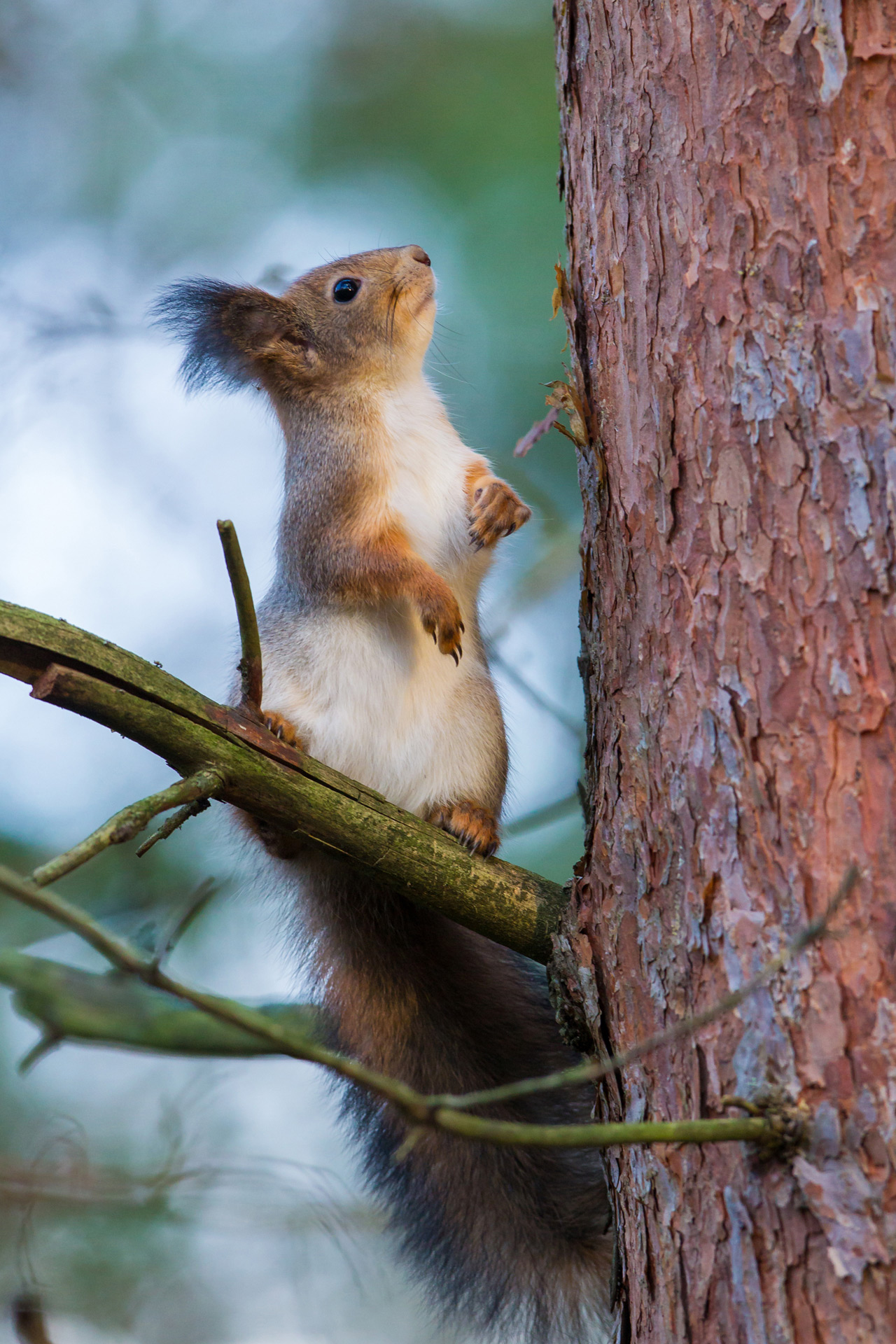 Eurasian red squirrel / Photo: V-M. Suhonen