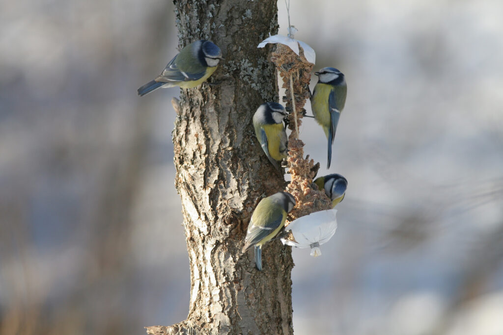 Utfodring av fåglar / Bild: Åbo stads miljöskydd