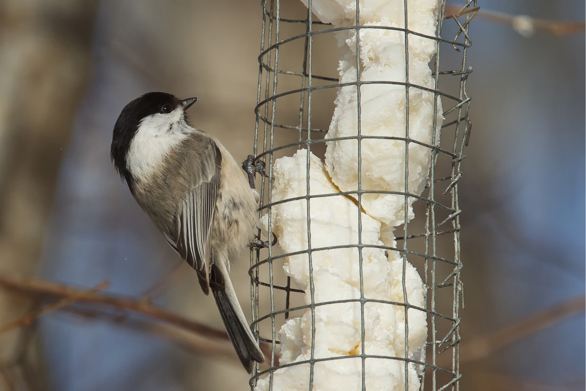 Willow tit / Photo: A. Kuusela