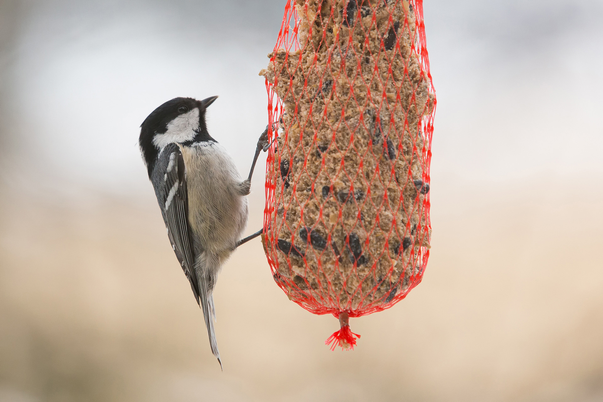 Coal tit / Photo: A. Kuusela