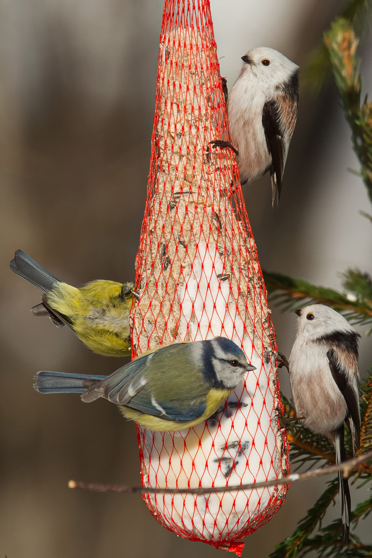 Long-tailed tits and blue tits / Photo: A. Kuusela