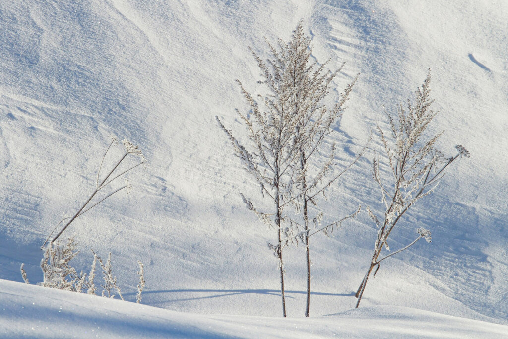 Winter seeders / Photo: A. Kuusela