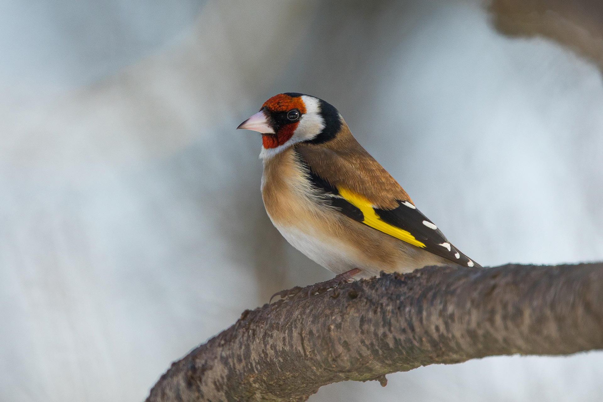 European goldfinch / Photo: A. Kuusela