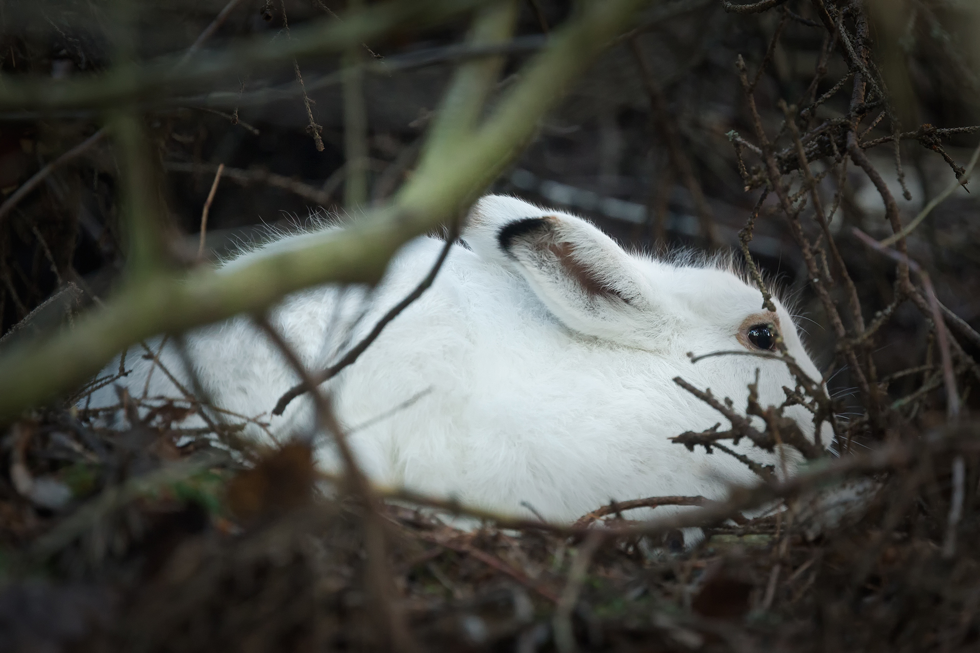 Blue hare / Photo: A. Kuusela