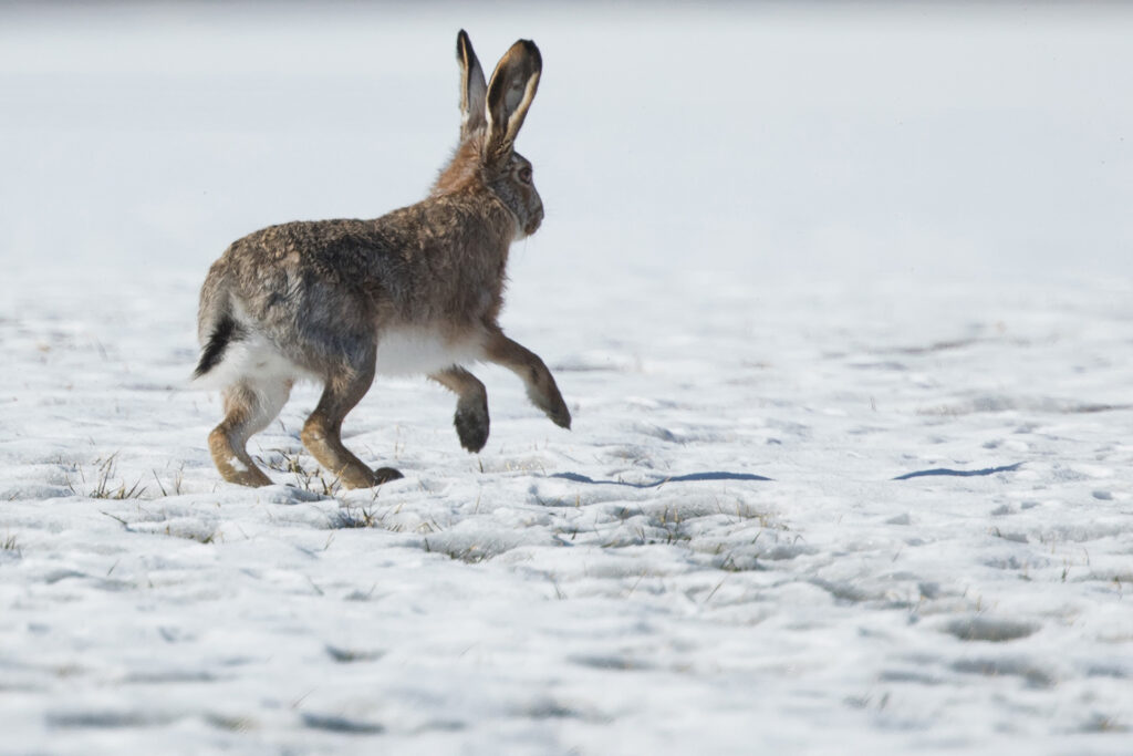 Brown hare / Photo: A. Kuusela