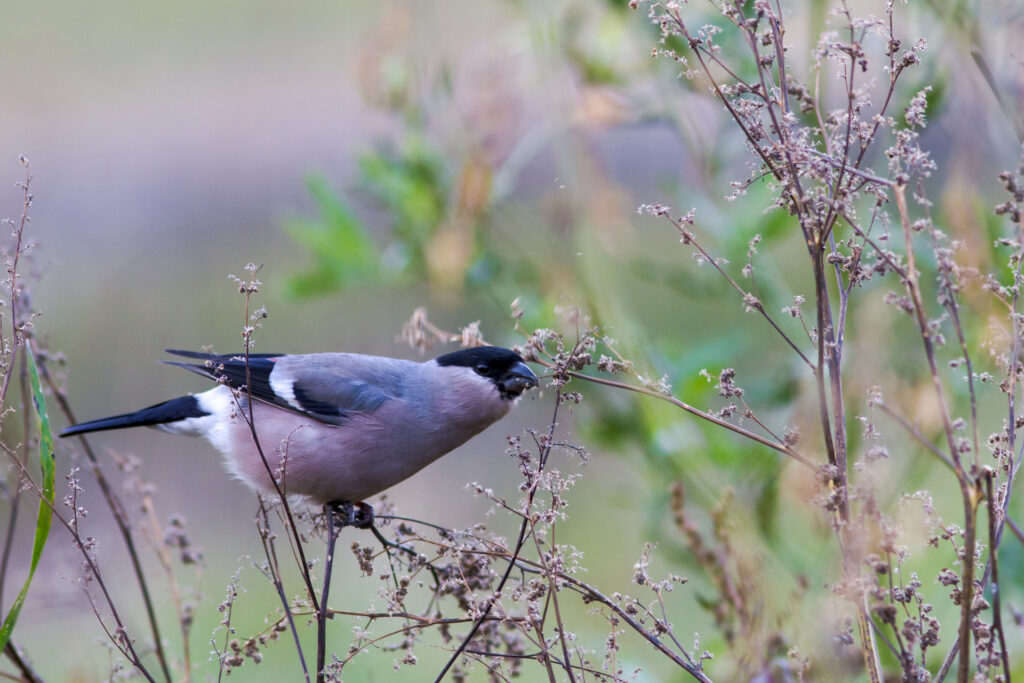 A female Eurasian bullfinch / Photo: V-M. Suhonen