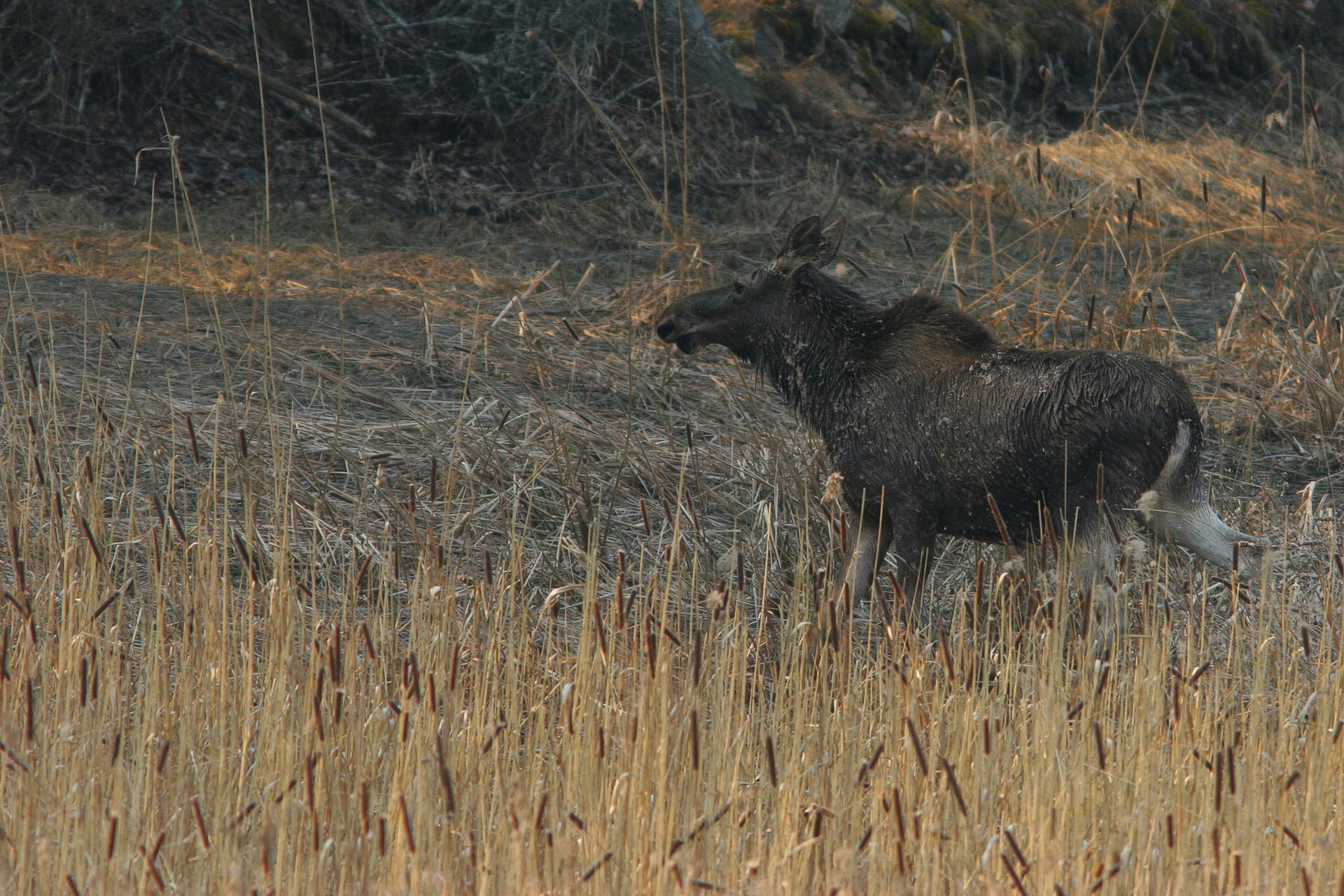 Elk / Photo: A. Kuusela