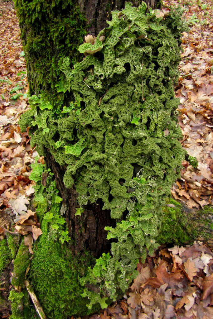 Tree lungwort / Photo: E. Kosonen