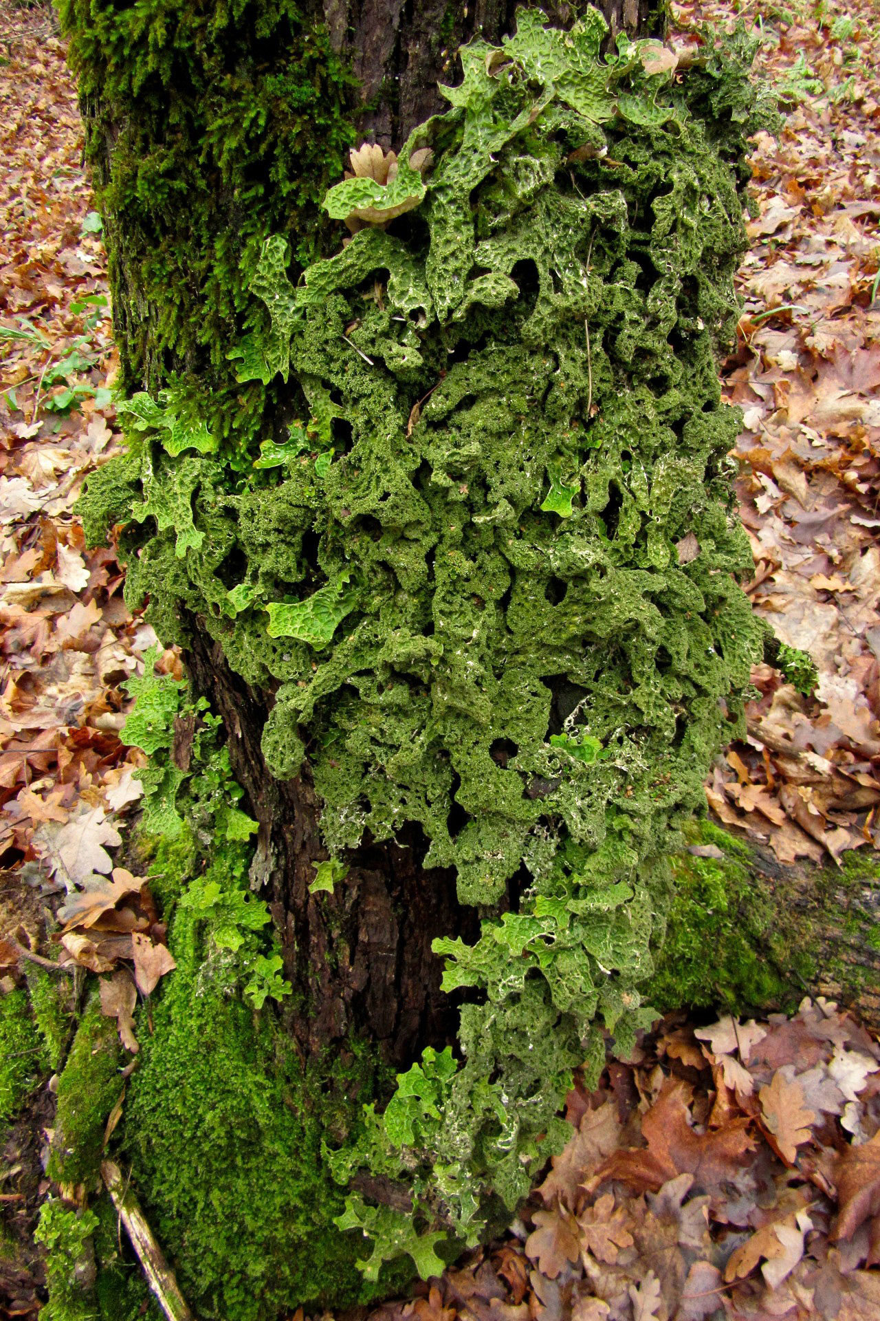 Tree lungwort / Photo: E. Kosonen