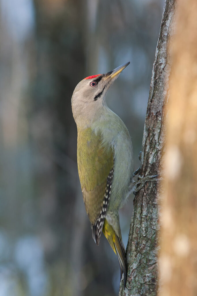 Grey-headed woodpecker / Photo: A. Kuusela