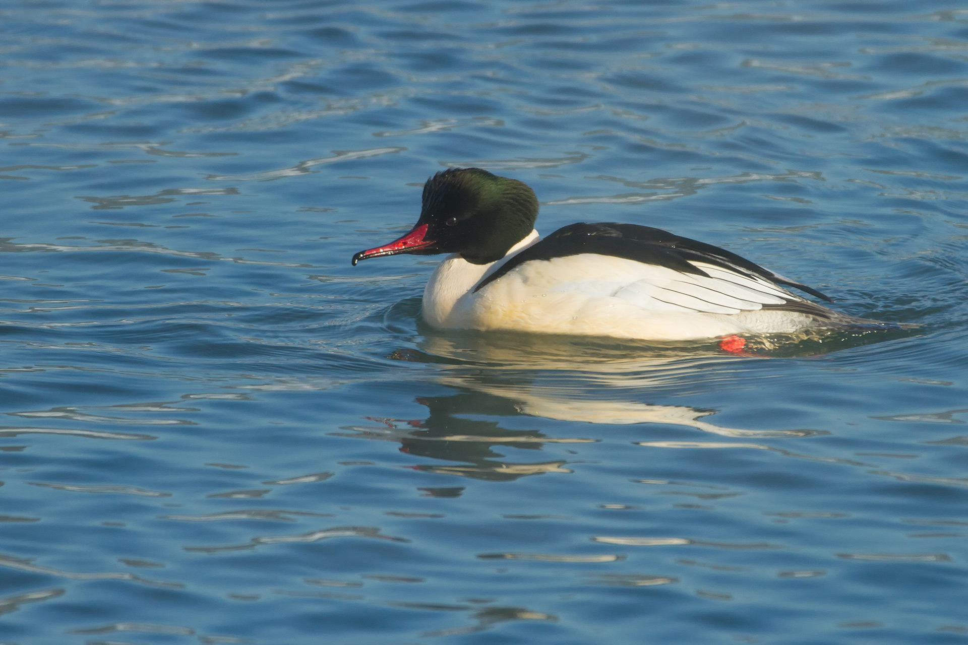 Goosander / Photo: A. Kuusela