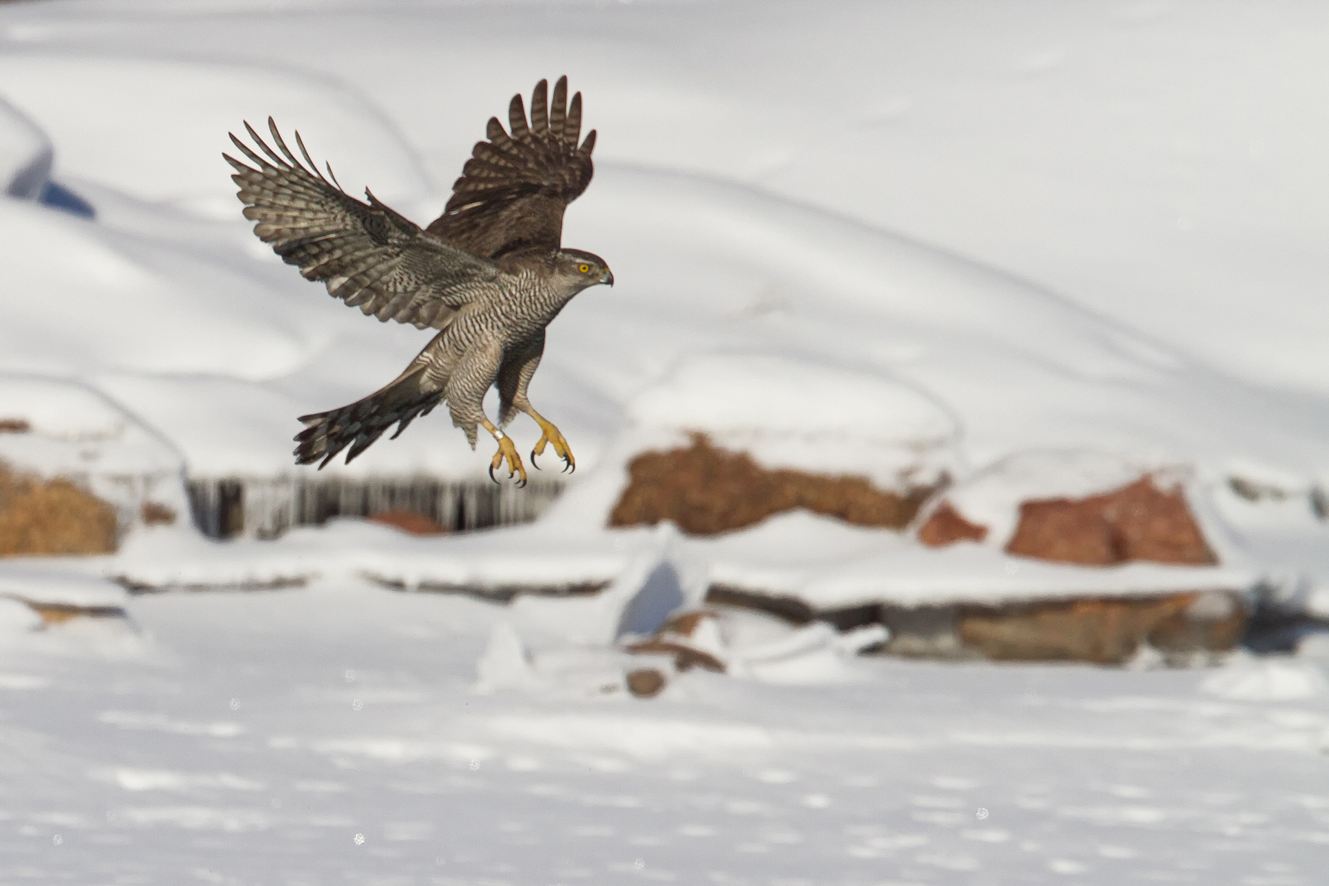 Northern goshawk / Photo: A. Kuusela