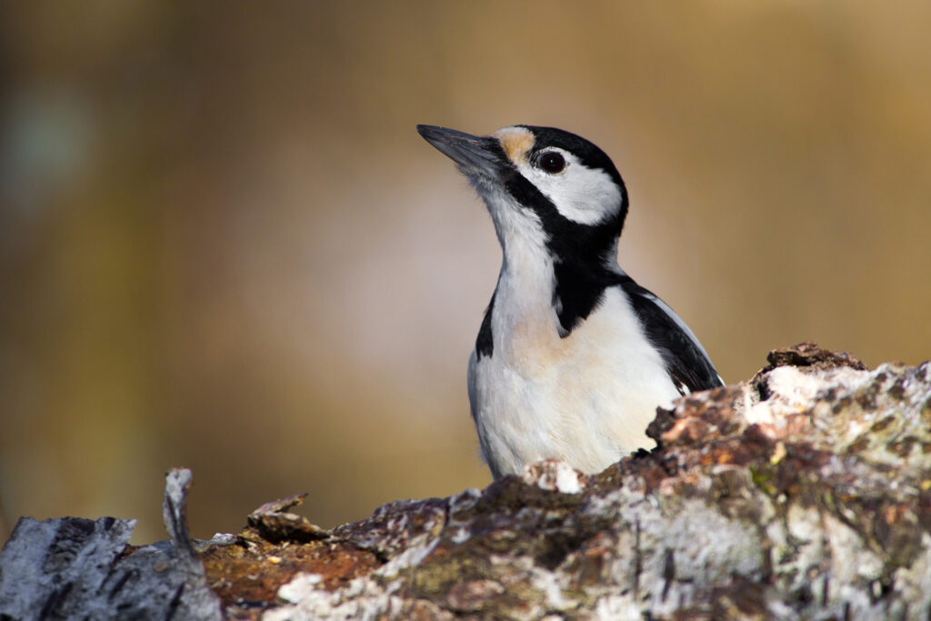 Great spotted woodpecker / Photo: V-M. Suhonen