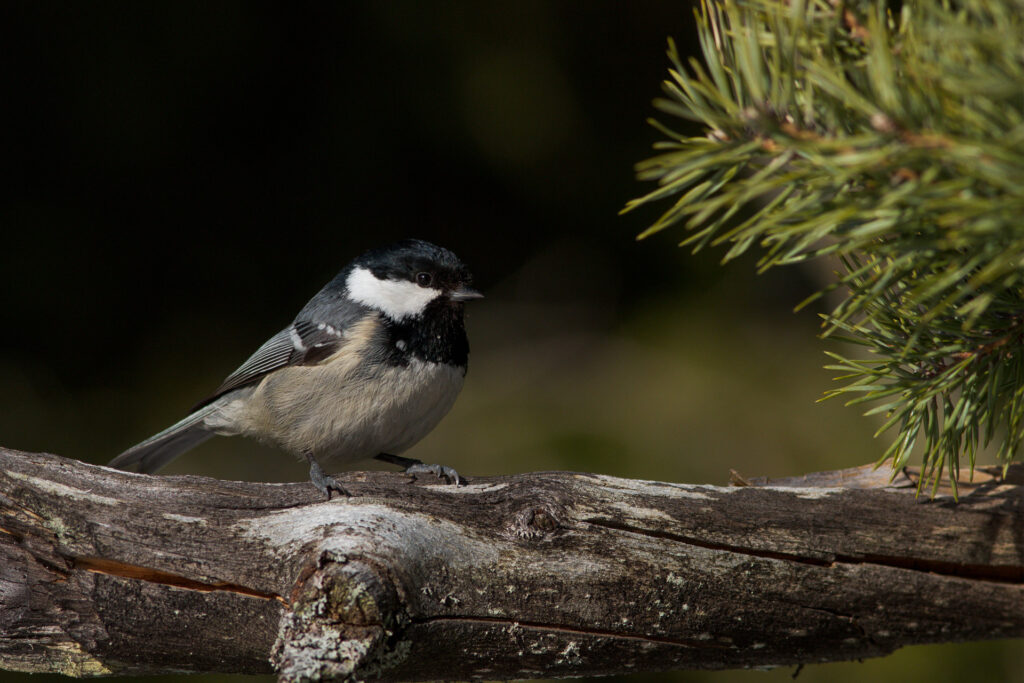 Coal tit / Photo: V-M. Suhonen