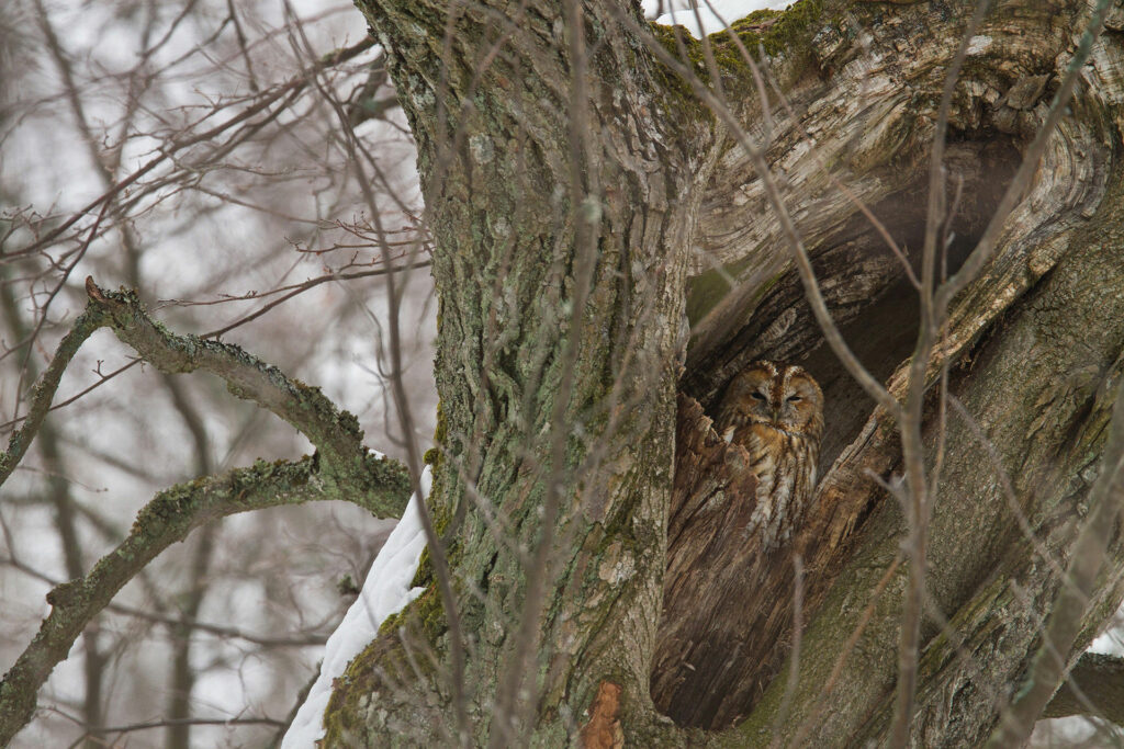 Tawny owl / Photo: A. Kuusela