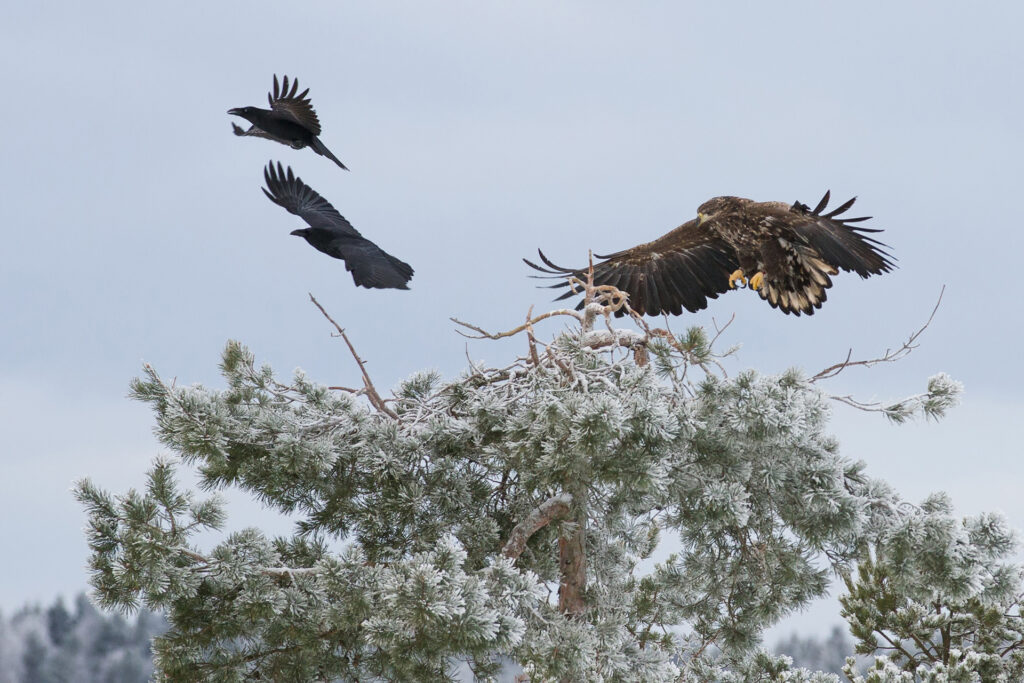 White-tailed eagle and ravens / Photo: A. Kuusela