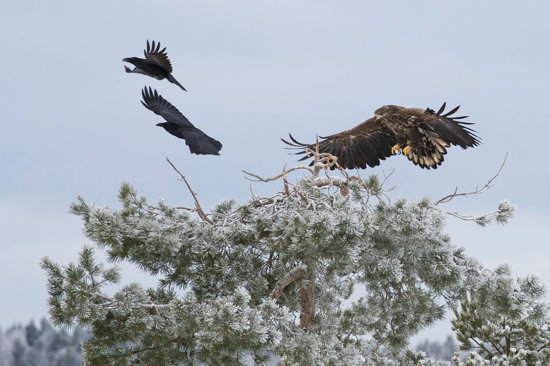 White-tailed eagle and ravens / Photo: A. Kuusela