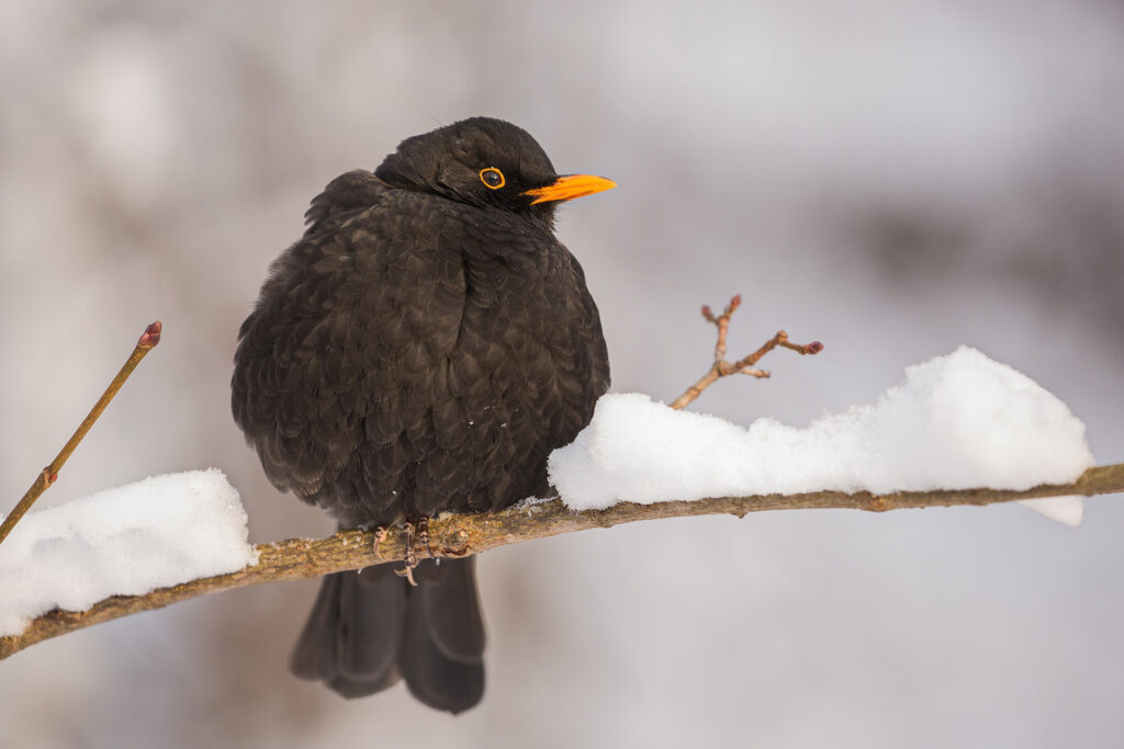 Blackbird / Photo: A. Kuusela