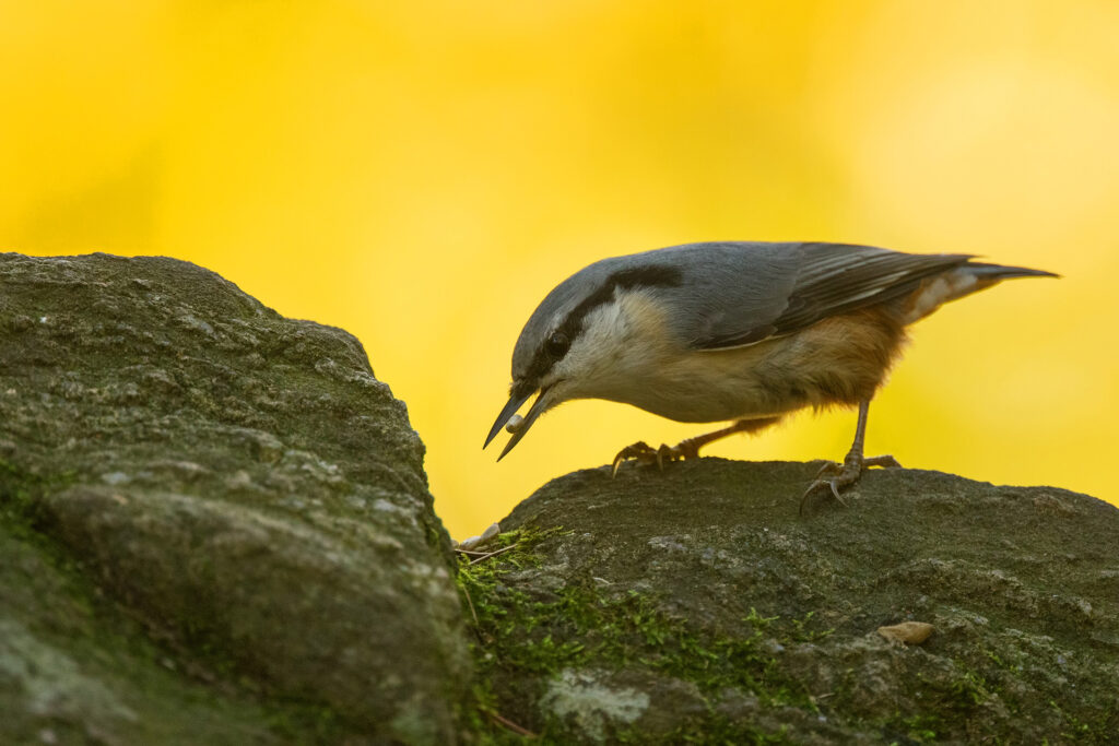 Eurasian nuthatch / Photo: A. Kuusela