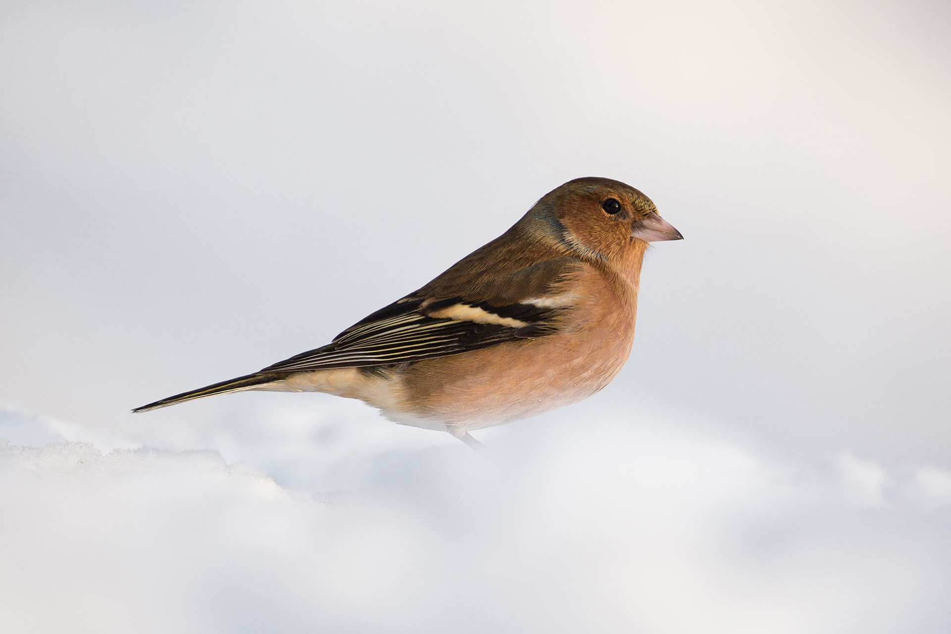 Common chaffinch / Photo: A. Kuusela