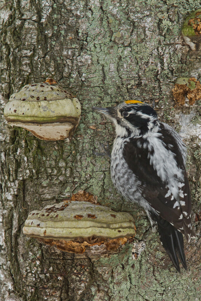 Three-toed woodpecker / Photo: A. Kuusela