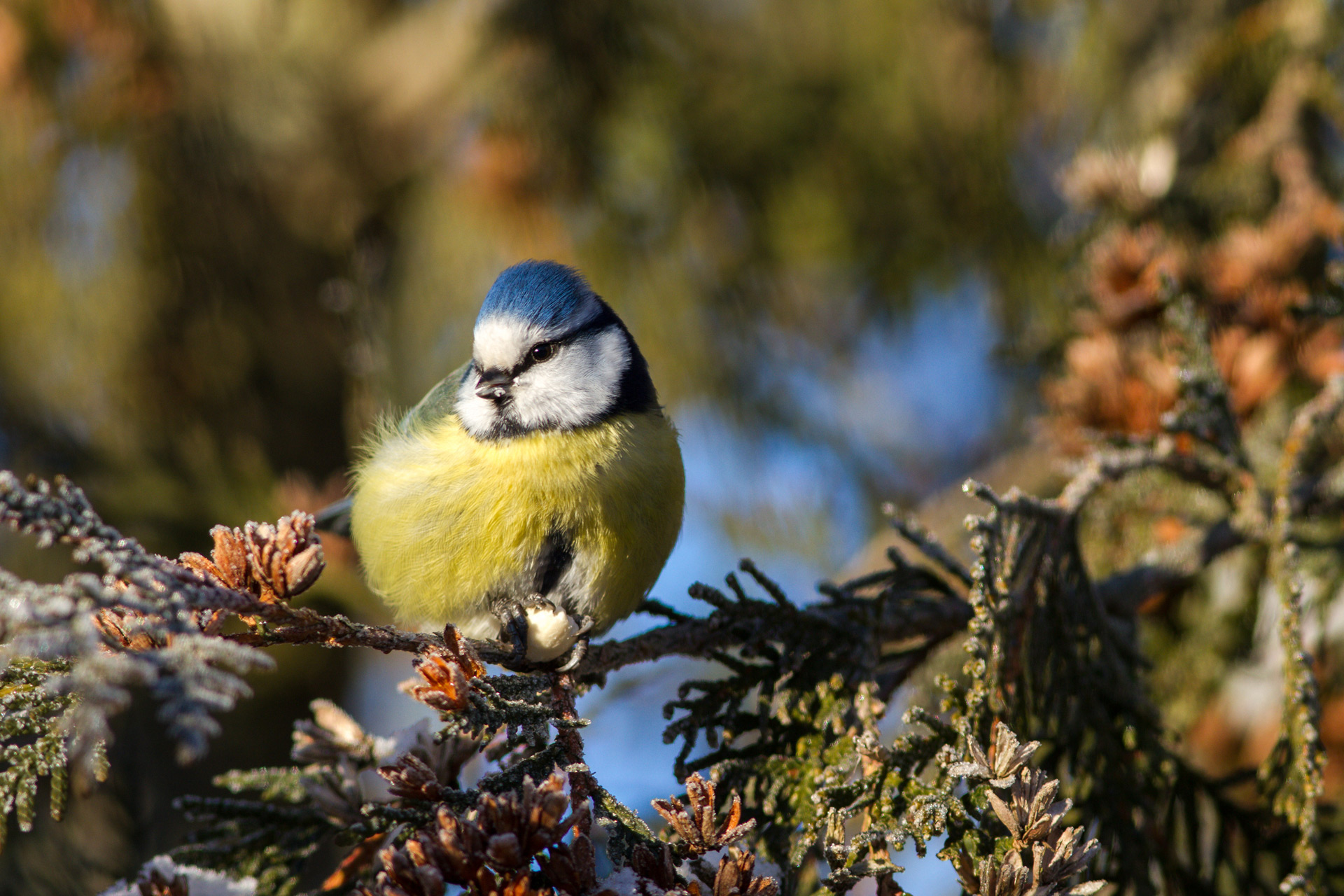 Blue tit / Photo: V-M. Suhonen