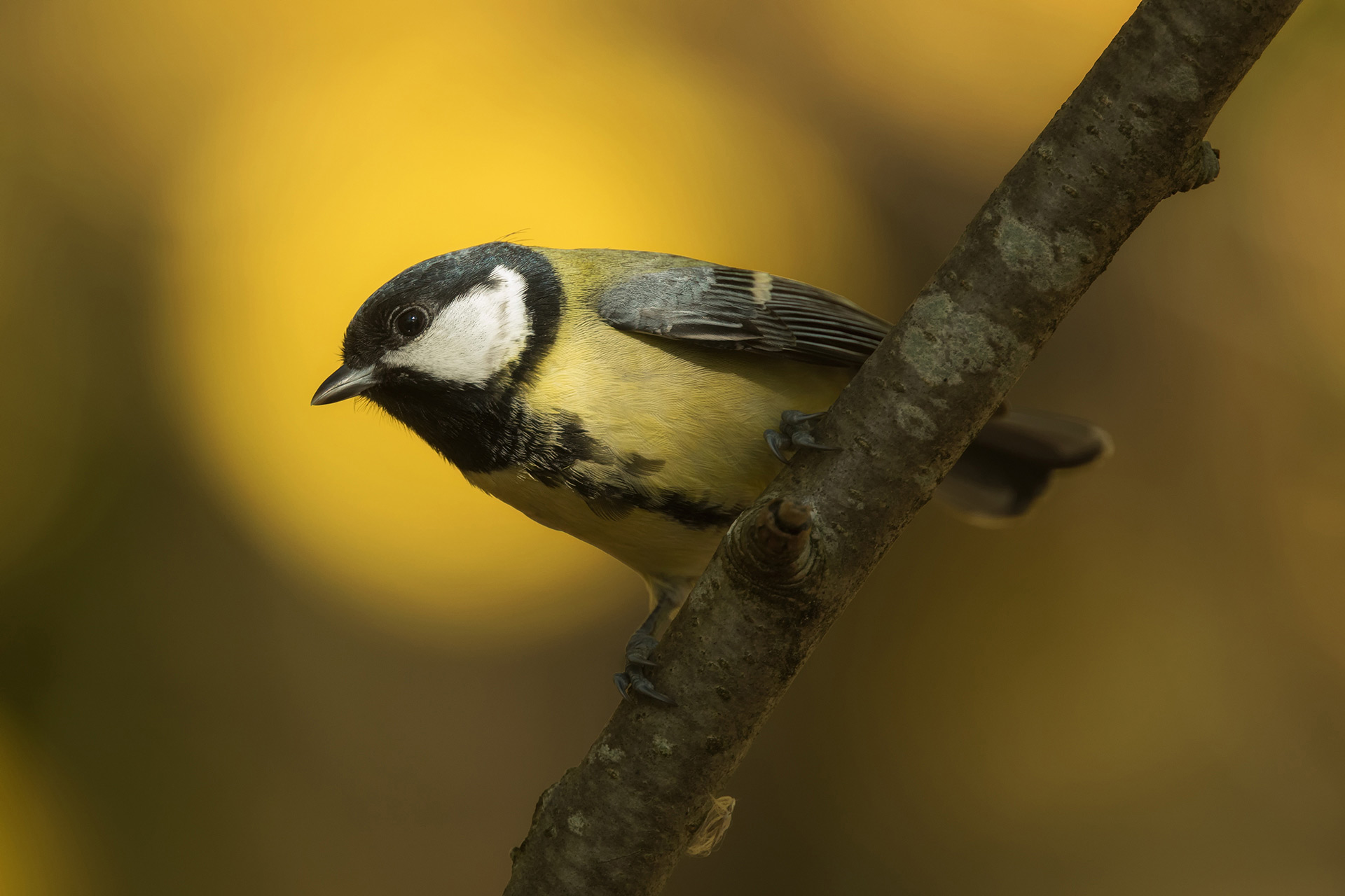 Great tit / Photo: A. Kuusela