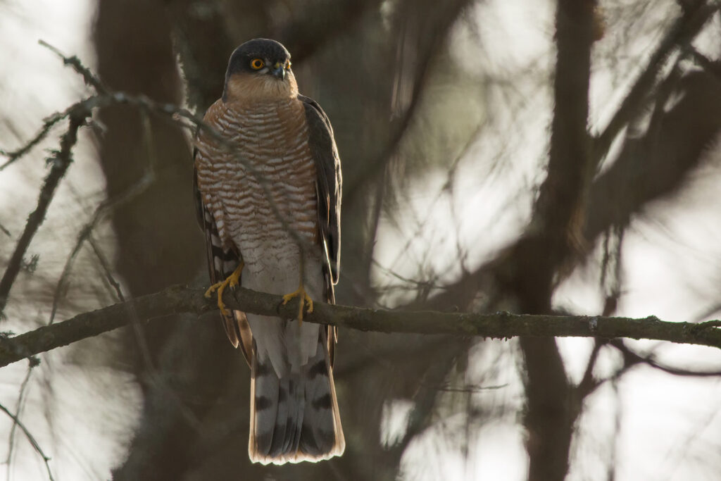 Sparrowhawk / Photo: A. Kuusela
