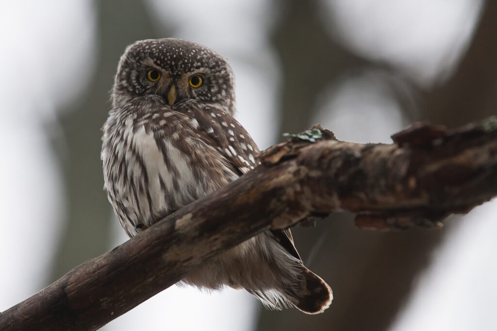 Eurasian pygmy-owl / Photo: A. Kuusela