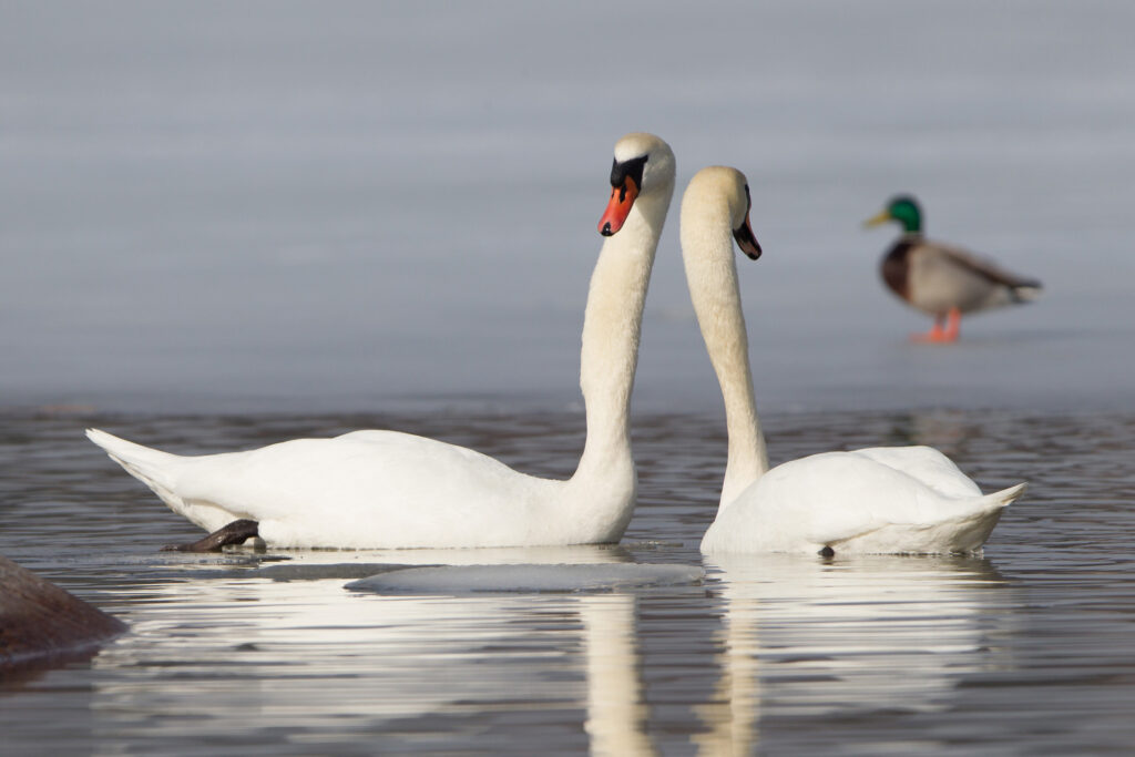 A pair of swans / Photo: V-M. Suhonen