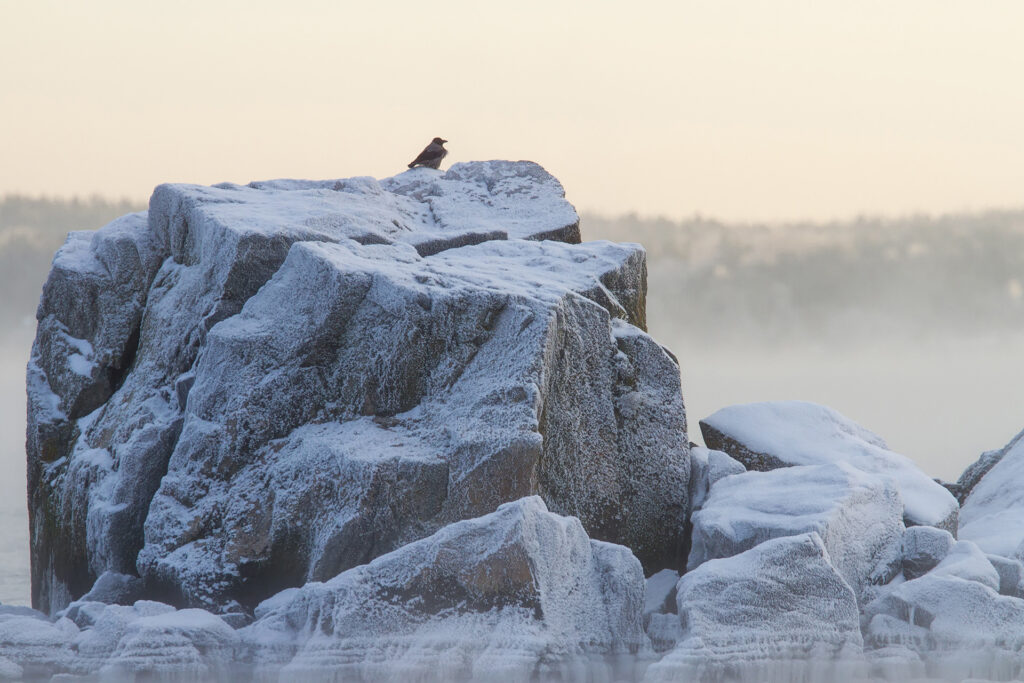 A crow on a bird islet / Photo: A. Kuusela