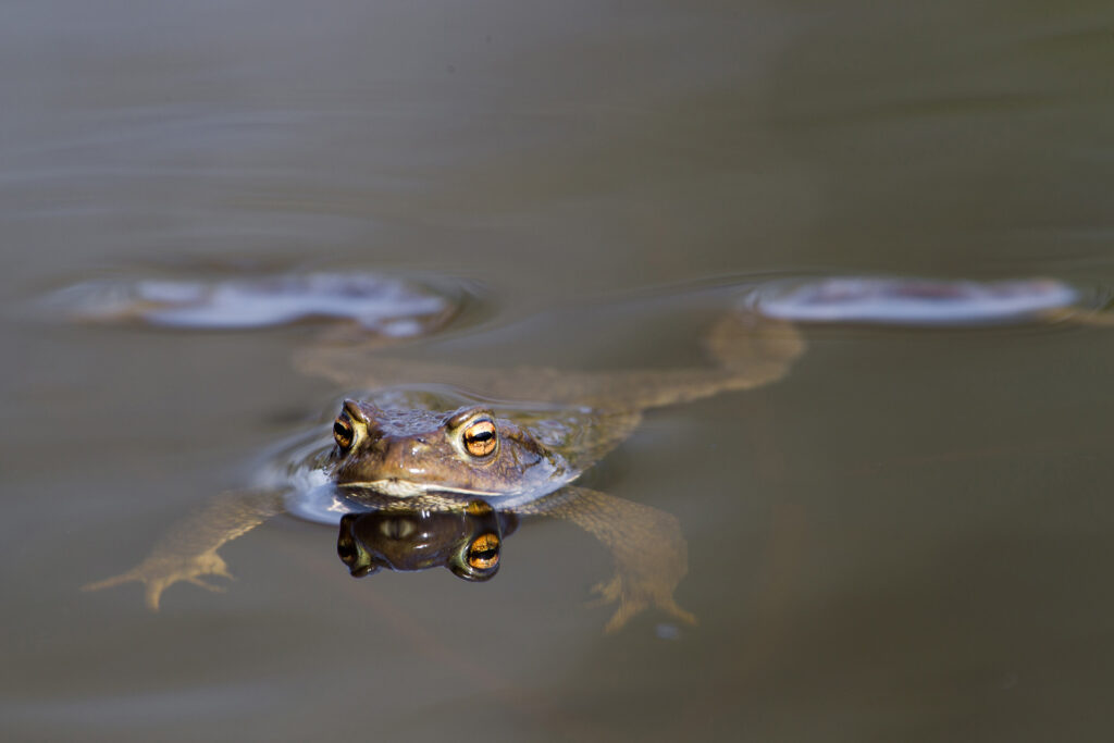 A common toad swimming / Photo: V-M. Suhonen