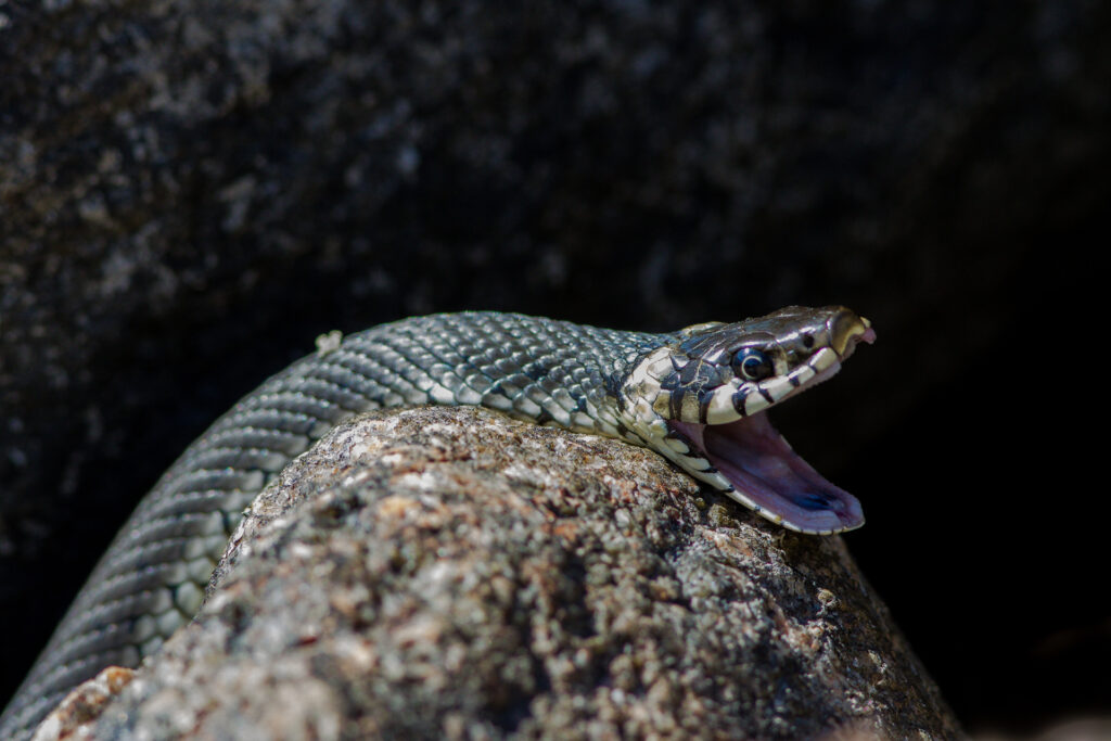 Grass snake / Photo: V-M. Suhonen
