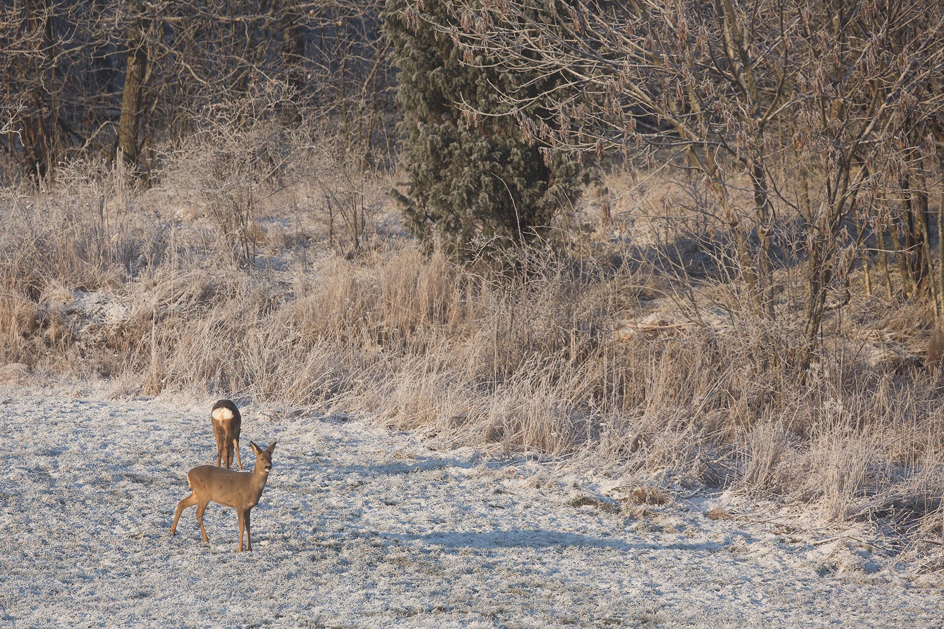 Roe deer / Photo: A. Kuusela