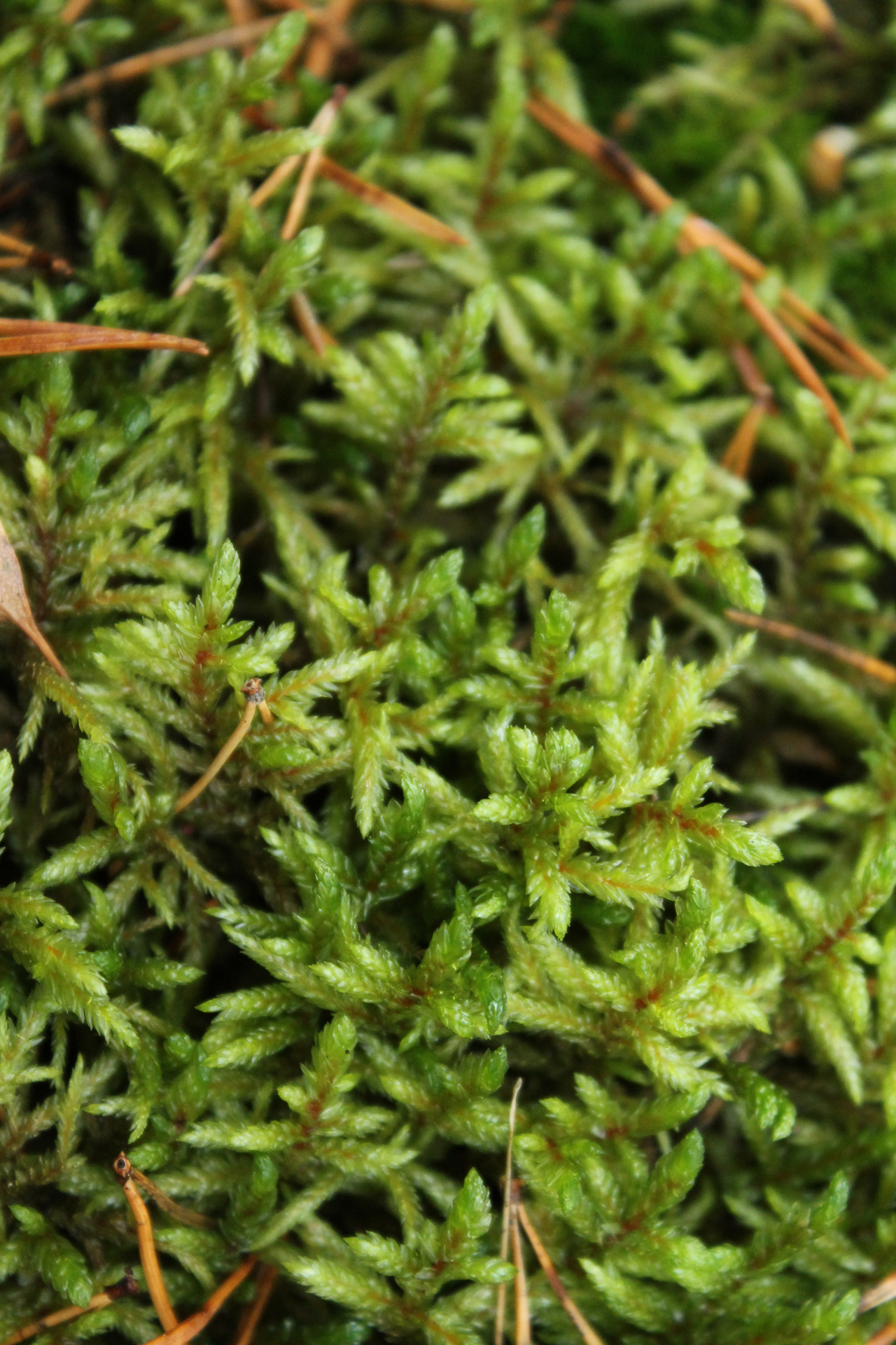 Red-stemmed feathermoss (Pleurozium schreberi) / Photo: J. Lampinen