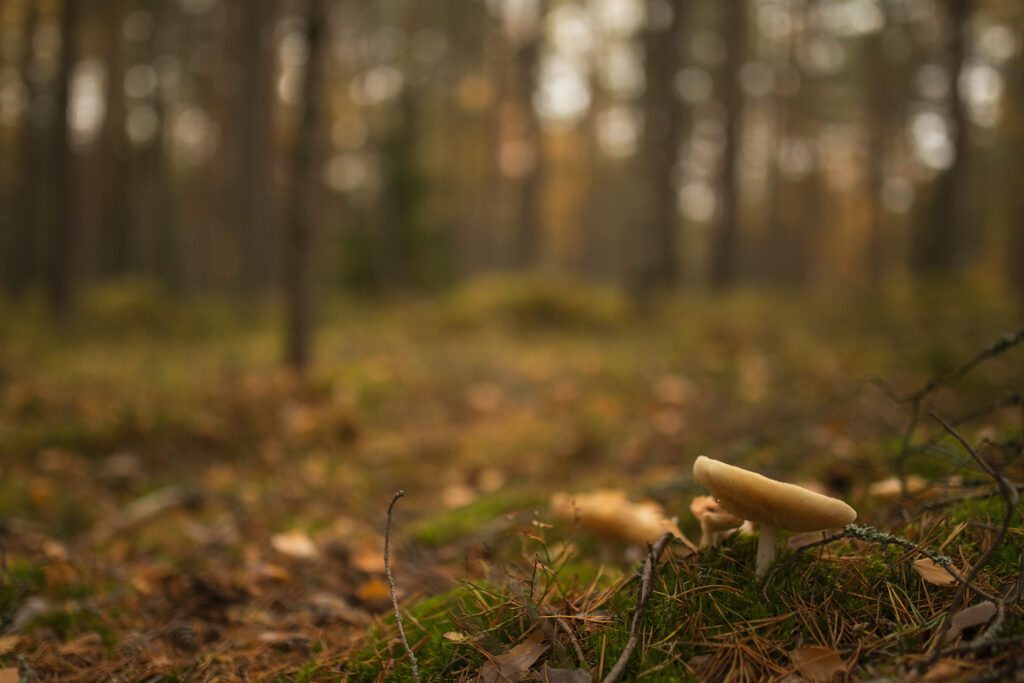 Svampar i skogen / Bild: A. Kuusela