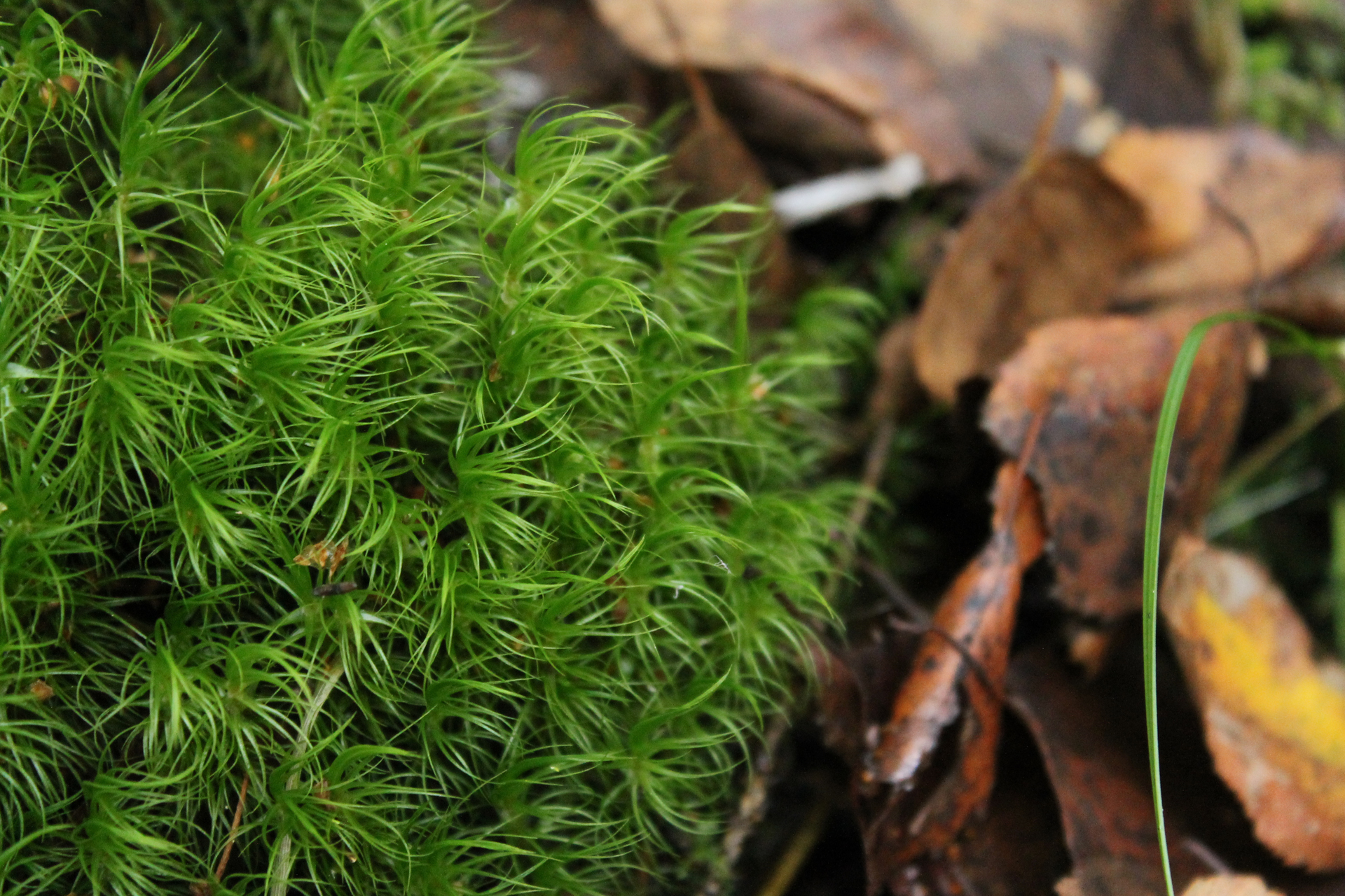 Stor kvastmossa (Dicranum majus) / Bild: J. Lampinen