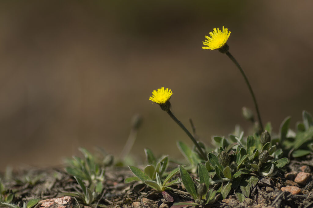 Mouse-ear hawkweed (Hieracium pilosella) / Photo: A. Kuusela