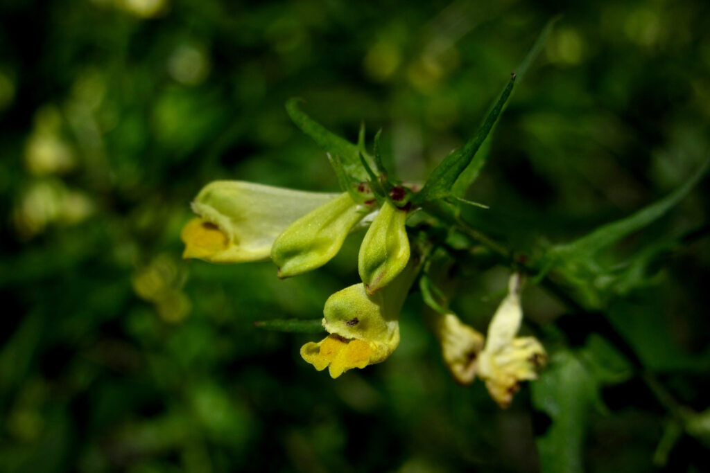 Ängskovall (Melampyrum pratense) / Bild: E. Kosonen