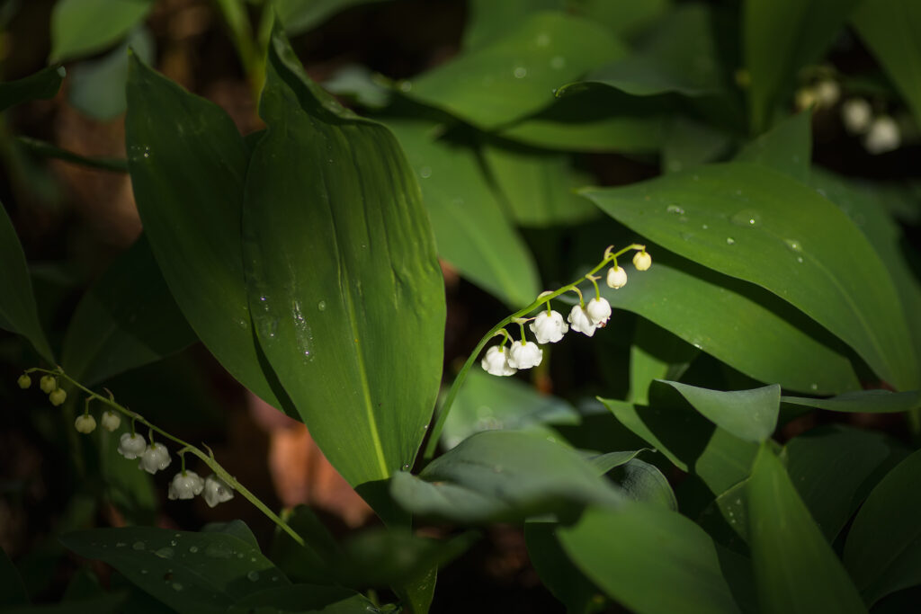 Liljekonvalj (Convallaria majalis) / Bild: A. Kuusela