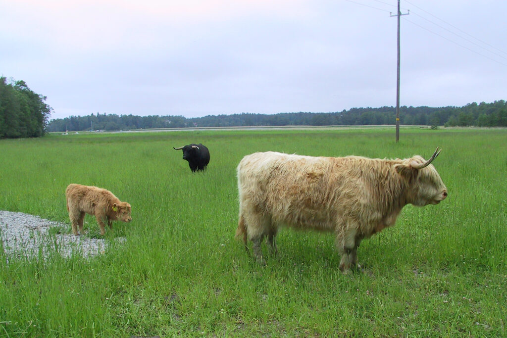 Grazers / Photo: City of Turku Environmental Protection