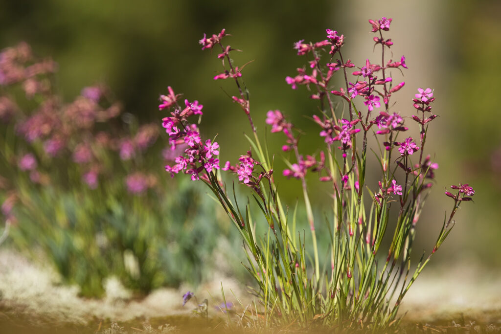 Tjärblomster (Silene viscaria) / Bild: A. Kuusela