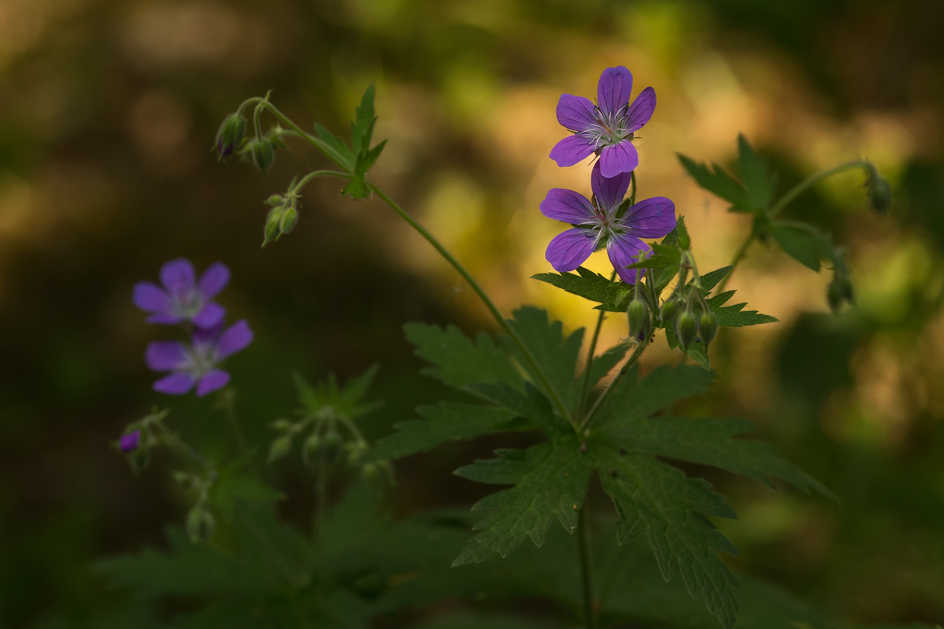 Wood cranes-bill (Geranium sylvaticum) / Photo: A. Kuusela