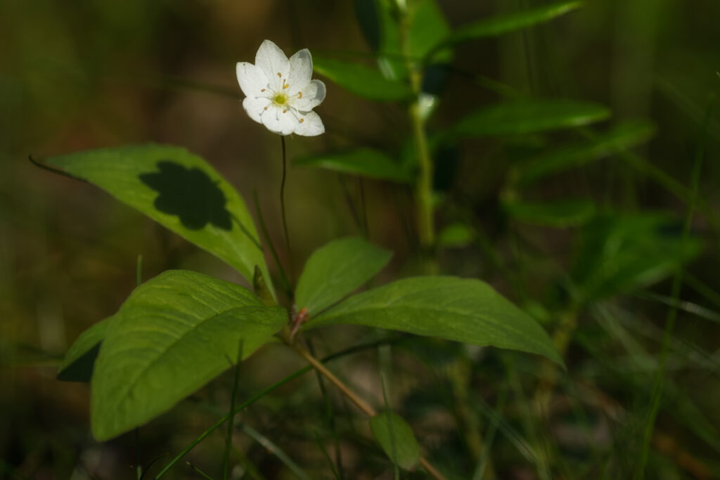 Skogsstjärna (Trientalis europaea) / Bild: A. Kuusela