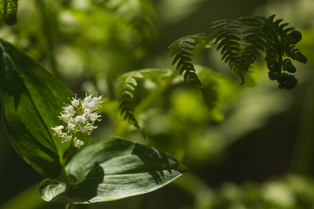 Ekorrbär (Maianthemum bifolium) / Bild: A. Kuusela