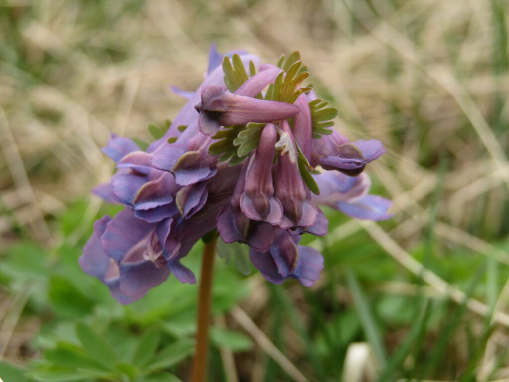 Pystykiurunkannus4_CorydalisSolida_04_2019_TanjaRK_Naantali