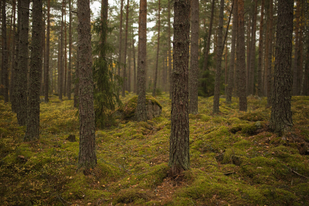 Kangasmetsä / Kuva: A. Kuusela